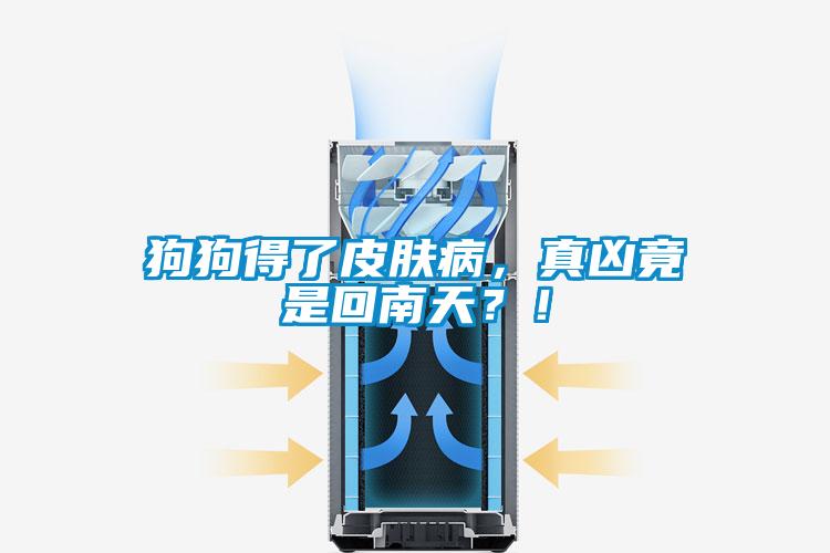 狗狗得了皮膚病，真兇竟是回南天？！