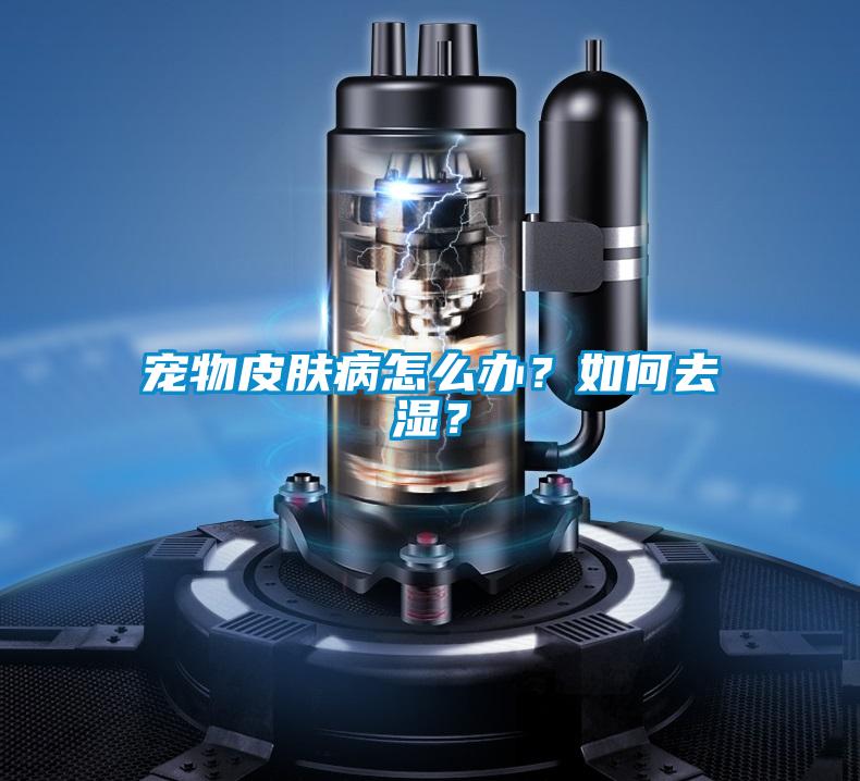 寵物皮膚病怎么辦？如何去濕？