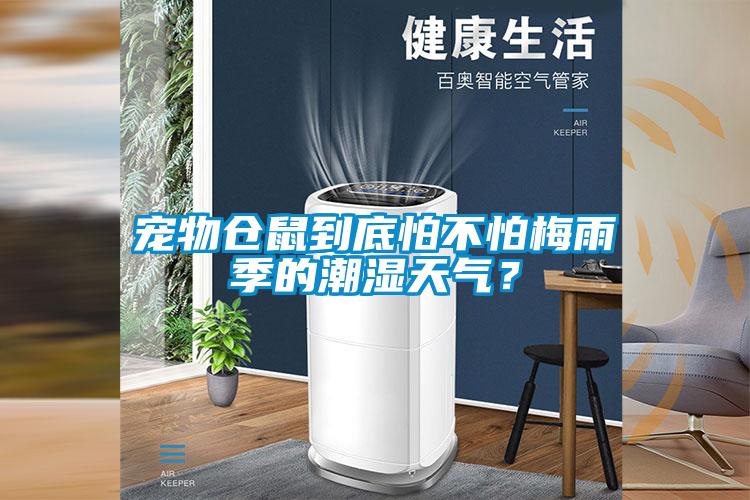 寵物倉鼠到底怕不怕梅雨季的潮濕天氣？