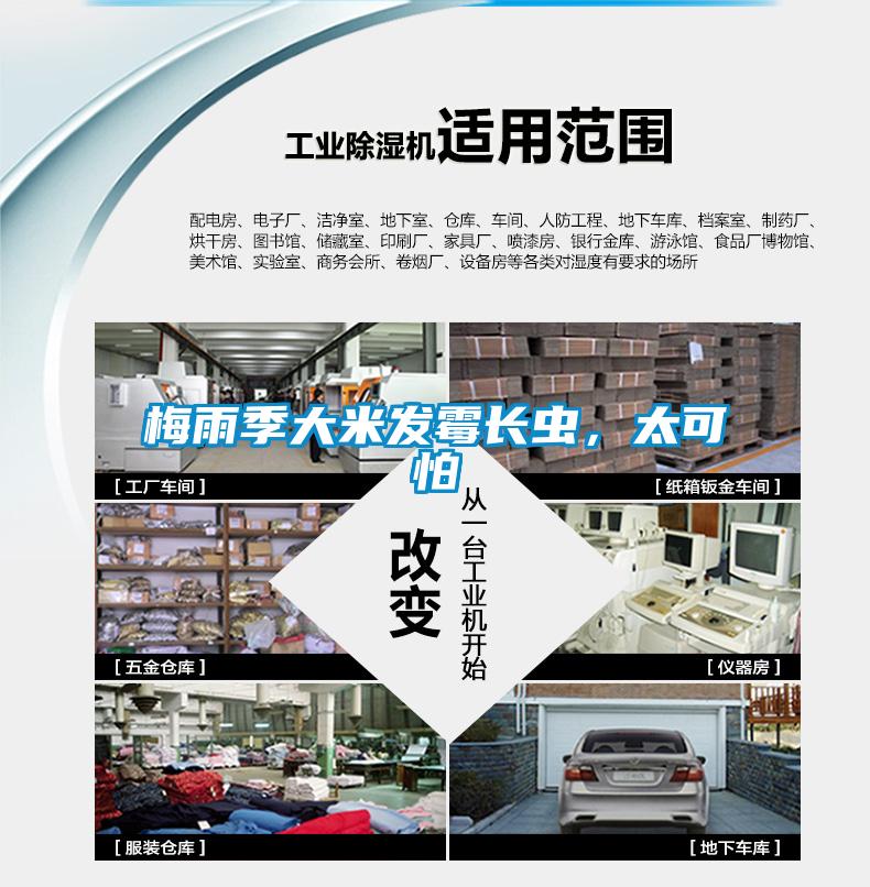 梅雨季大米發霉長蟲，太可怕