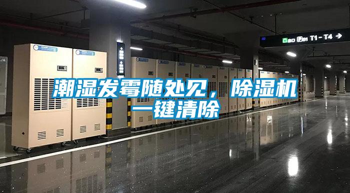 潮濕發霉隨處見，除濕機一鍵清除