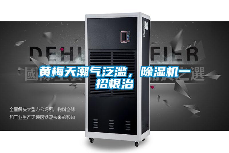 黃梅天潮氣泛濫，除濕機一招根治
