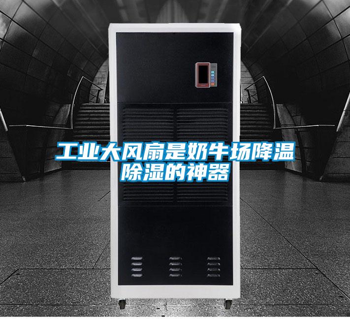 工業大風扇是奶牛場降溫除濕的神器